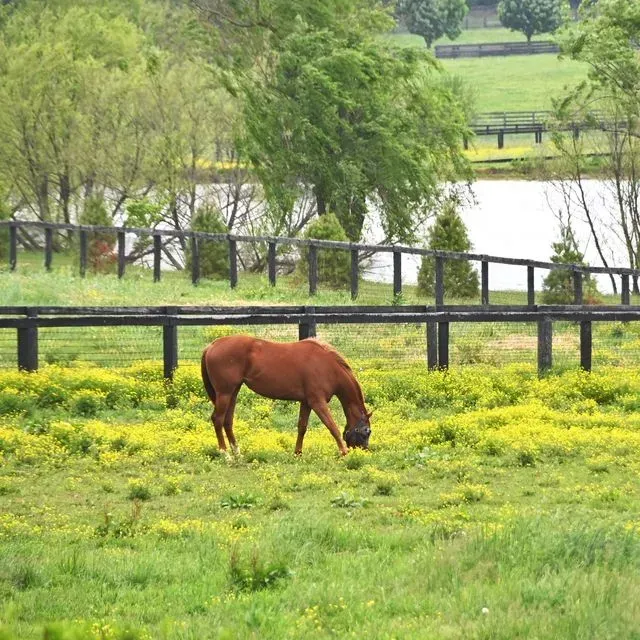 thumbnail for publication: Weed Management in Pastures and Rangeland—2025